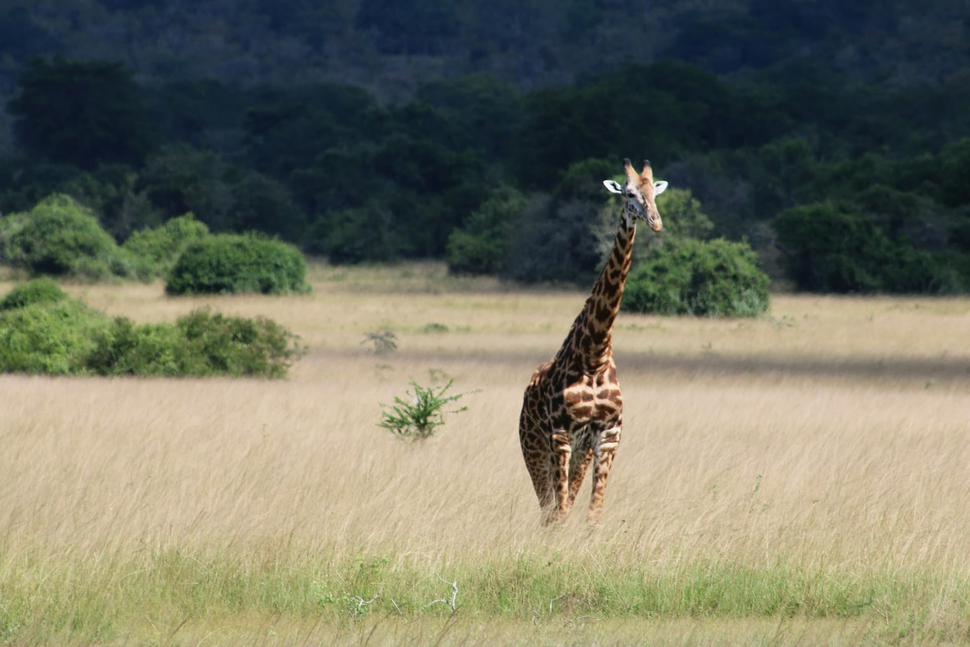 A giraffe on the savannah of Akagera