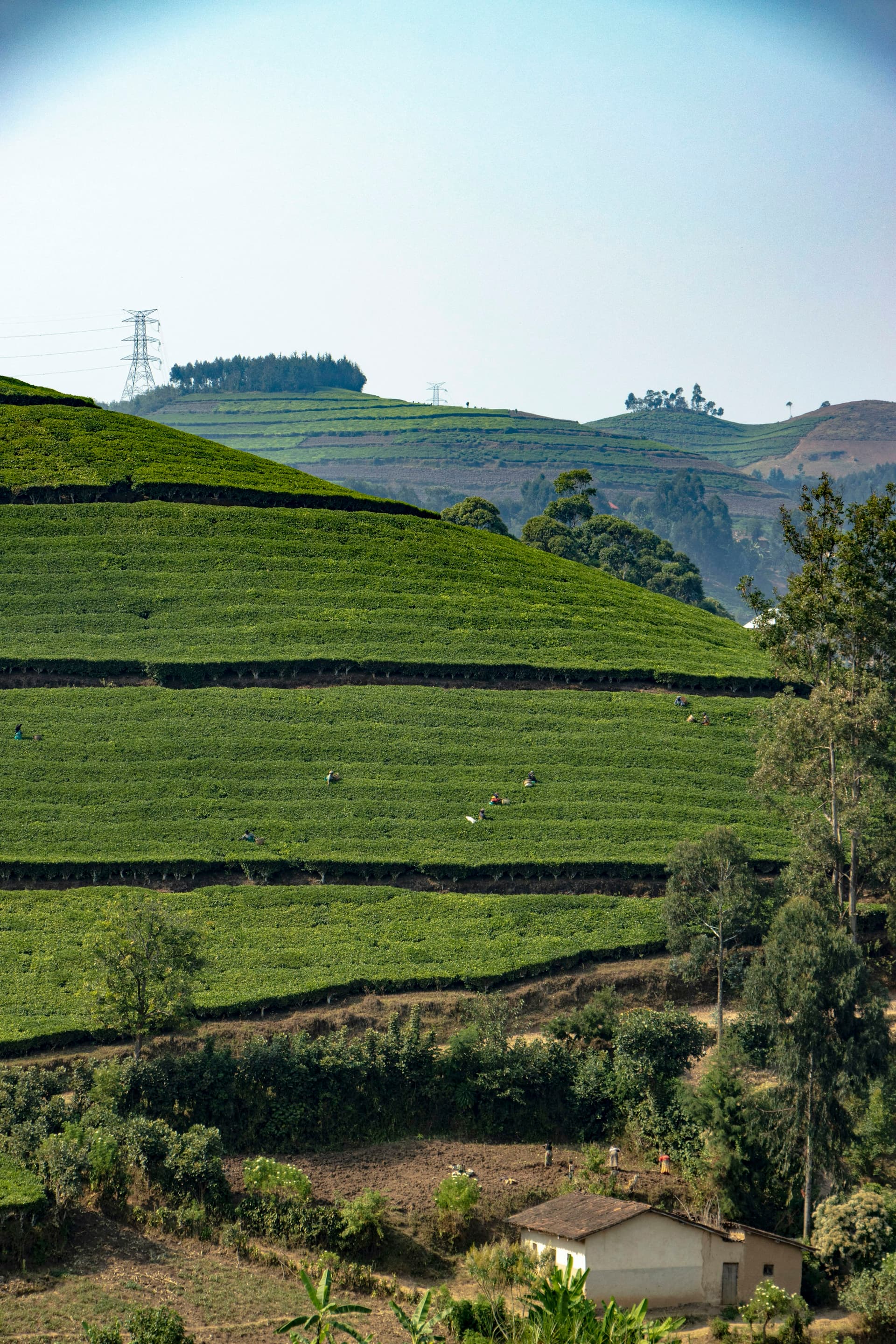 Tea terraces on a Rwandan hillside