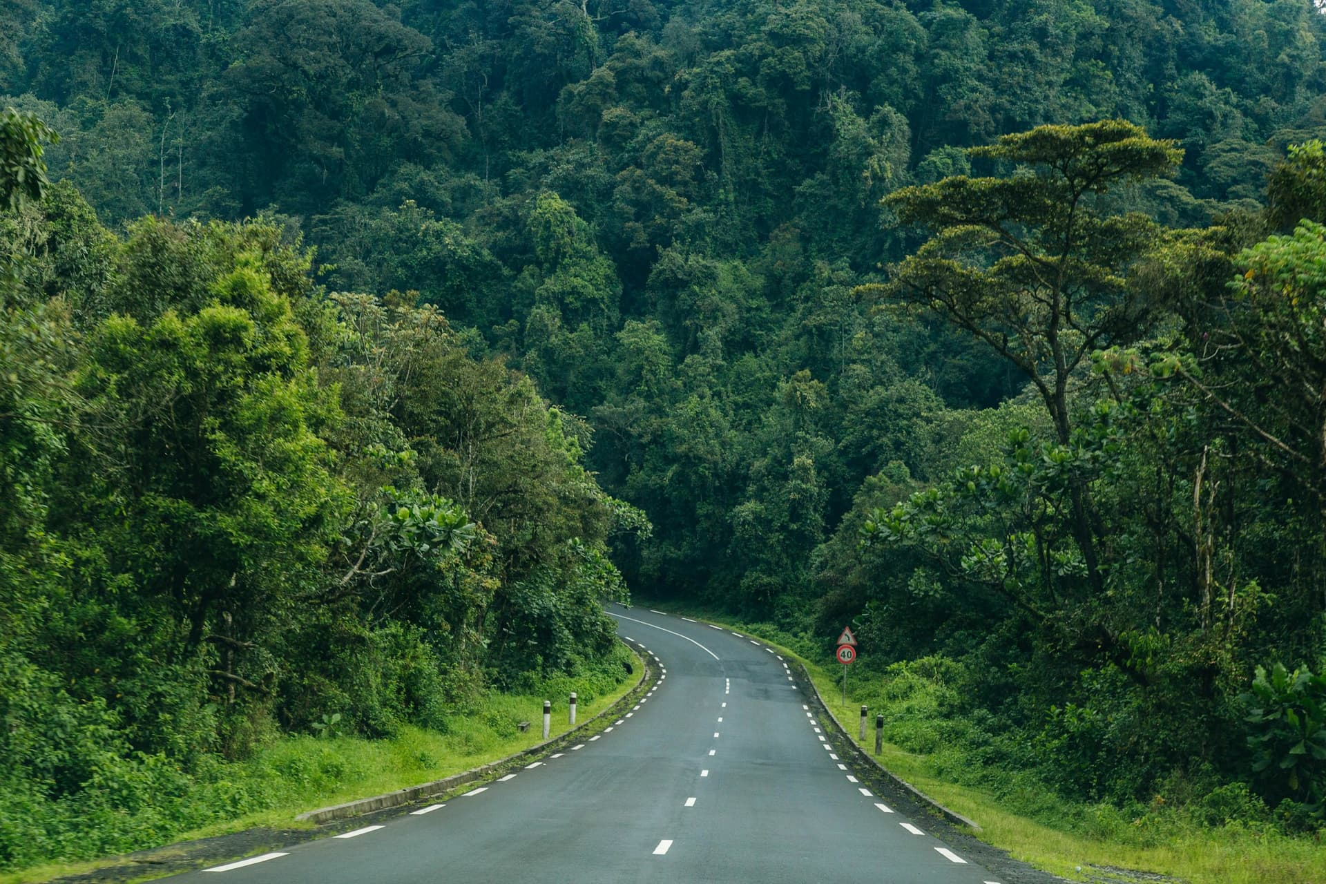 A road through Nyungwe forest
