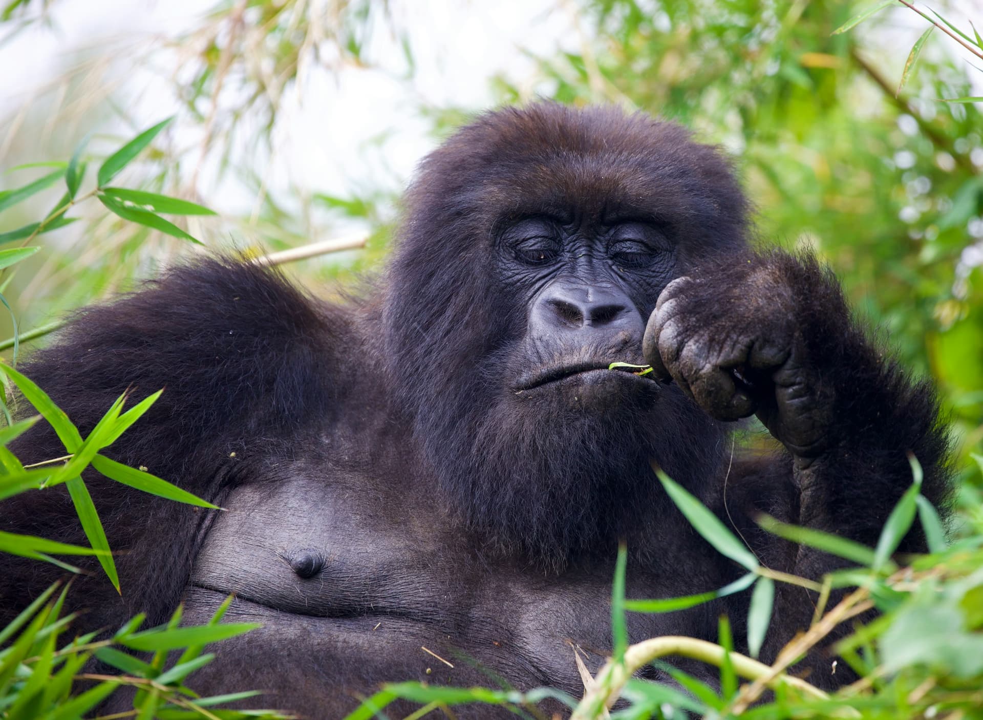 A mountain gorilla in the forest