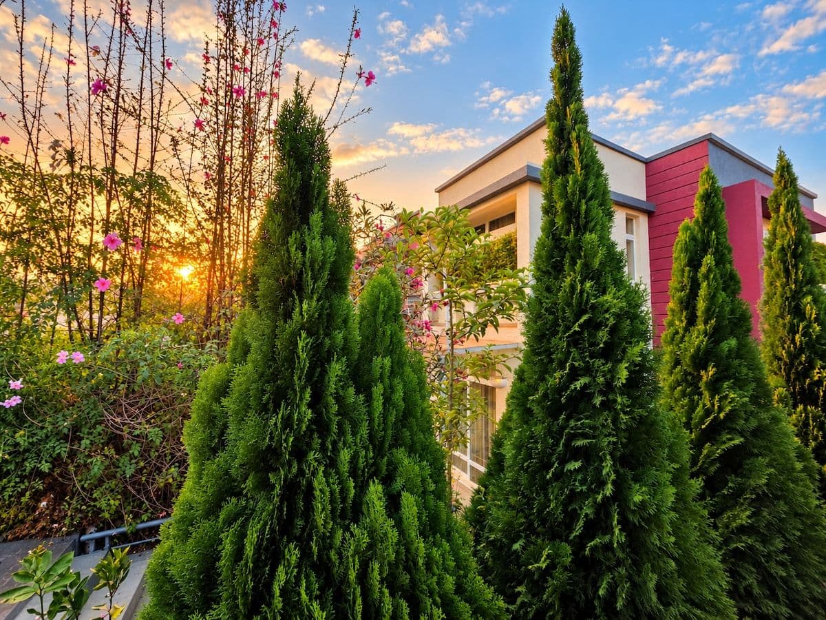 Cypress trees and the villa at Irebero at sunset, Rebero, Kigali